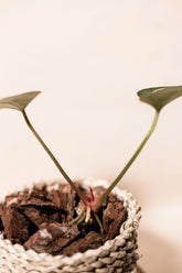 Anthurium crystalinum "Minahasa"
